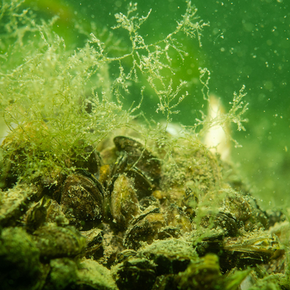 Ansammlung von Quaggamuscheln in einem See.