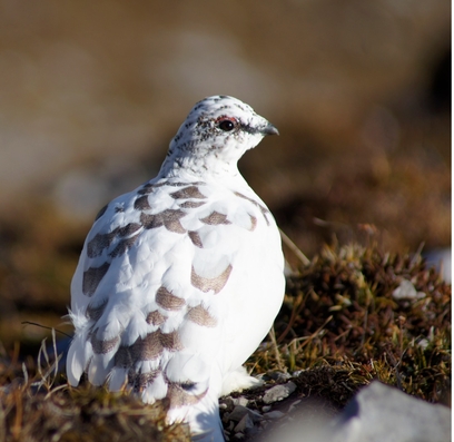 Evelyn Seppi / Alpenschneehuhn__Evelyn_Seppi_3b