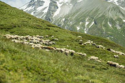 Schafe auf einer Alm