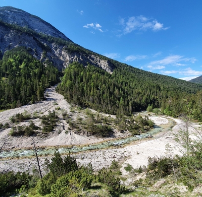 Naturpark Karwendel / Spirken_auf_Schuttkegel_SP